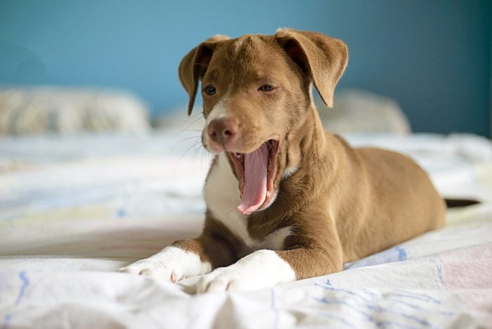 brown dog yawning on the bed