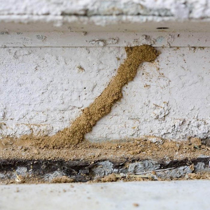 dfh1_shutterstock_18747745 inspect your foundation diy termite control