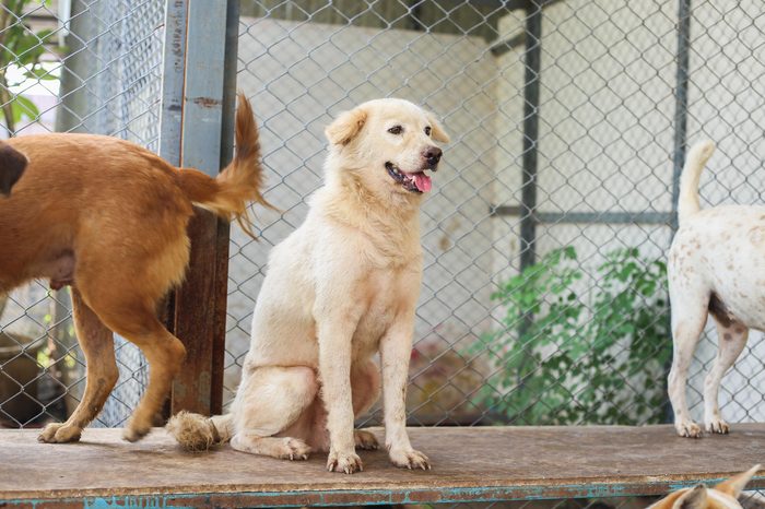 15 Questions You Need to Ask Before Adopting a Shelter Dog