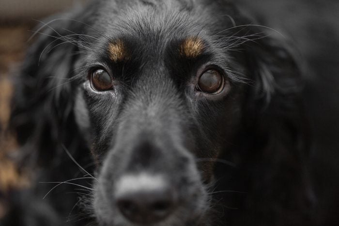 Closeup portrait of beautiful black spaniel dog. Focus on eyes. The big dog wants to find family and leave the dog shelter, waiting for the hosts.