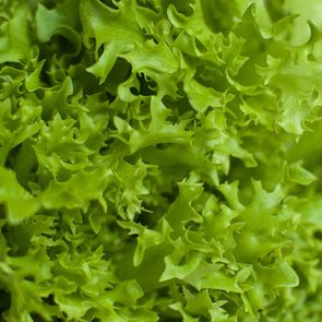 Bunch of raw organic green frisee salad close up. Selective focus.