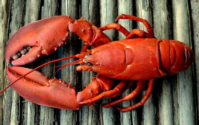 Whole Red Lobster on Rustic Wood Background