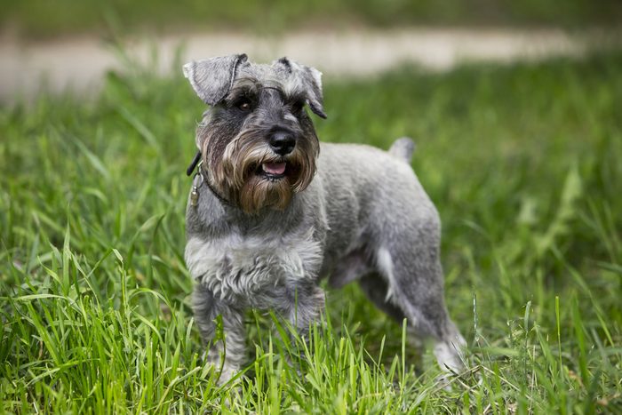 the dog breed miniature schnauzer on a green grass