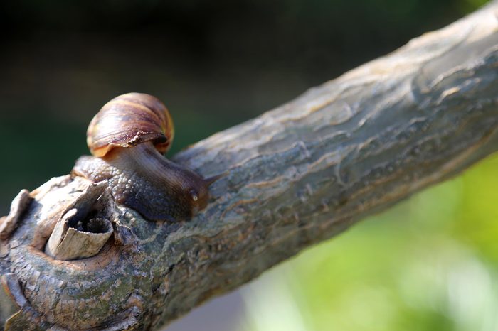 O'ahu tree snail. O?ahu tree snails, form a large genus of colorful, tropical, tree-living, air-breathing, land snails, arboreal pulmonate gastropod mollusks in the family Achatinellidae