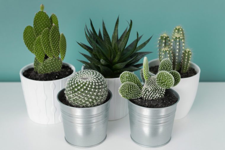 Collection of various
cactus and succulent plants in different pots. Potted cactus house plants on white shelf against turquoise colored wall. Top view.