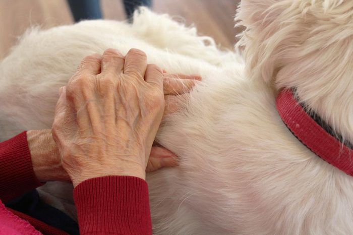 Animal-assisted therapy with dog