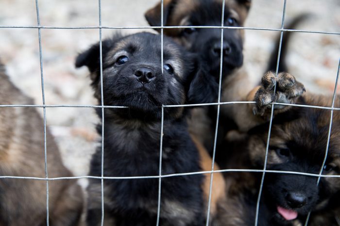 Puppy dogs waiting in the dog shelter behind the cage in Italy.