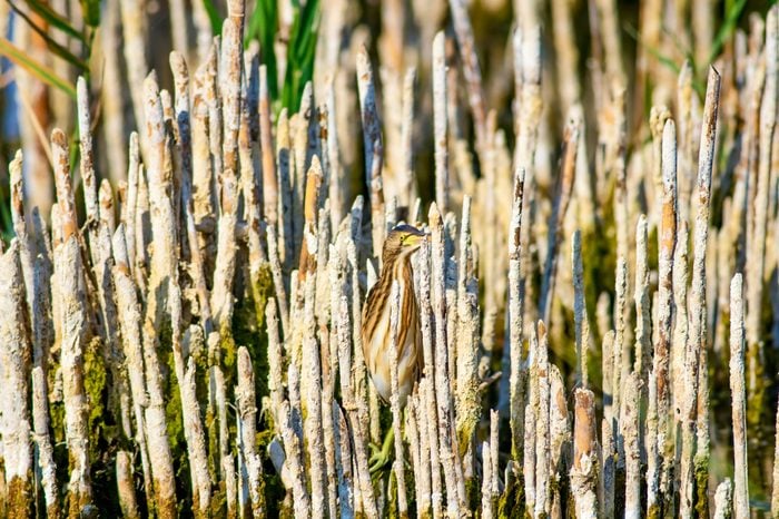 Heron and habitat. Lake reeds background. Camouflage animal. Bird: common Squacco Heron. Ardeola ralloides.