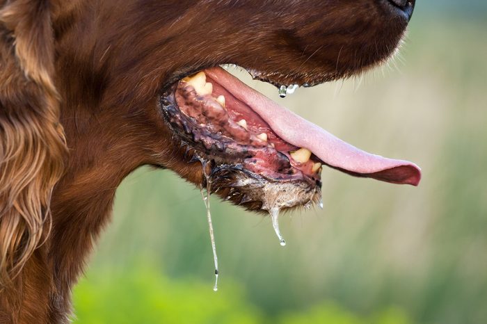 Drooling dog panting in a hot Summer