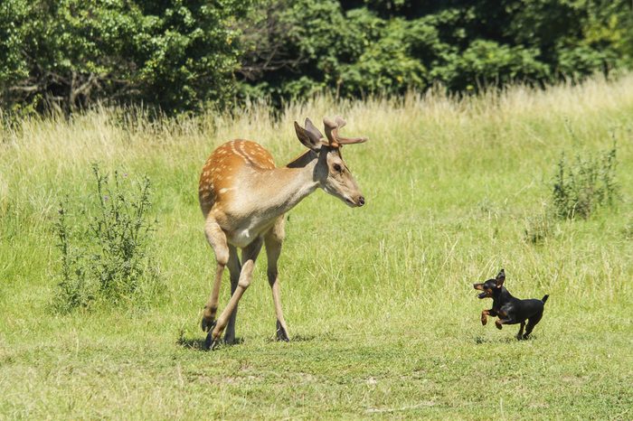young orange deers playing on the field with a small brown dog
