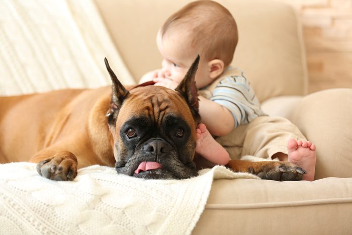 Little baby boy with boxer dog on a couch at home