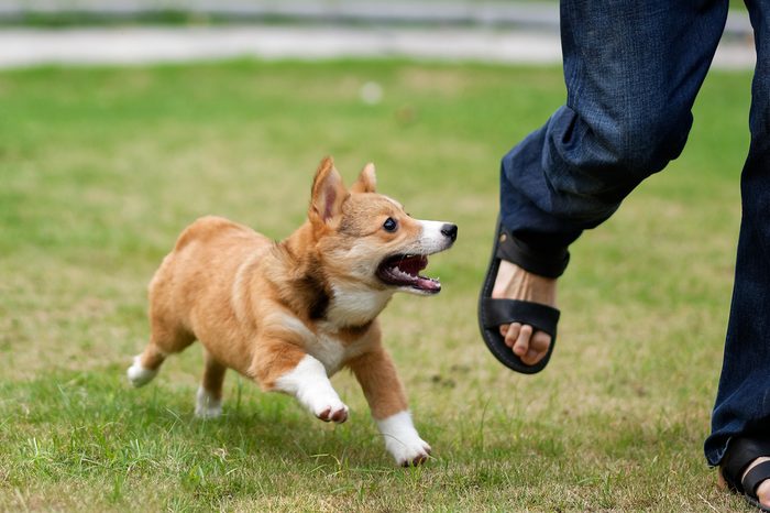 pembroke welsh corgi dog running and chasing a leg of a running man on green grass