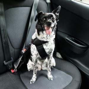 Dog With Sticking Out Tongue Sitting In A Car Seat