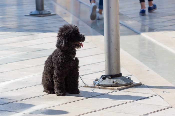 poor dog tied to a pole on pavement / Small dog on leash tied to a pole sitting on pavement, people in background.