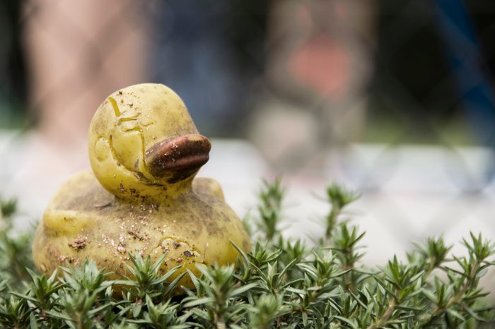 Old, dirty, yellow rubber duck on green plant. Background is an out of focus fence and people.