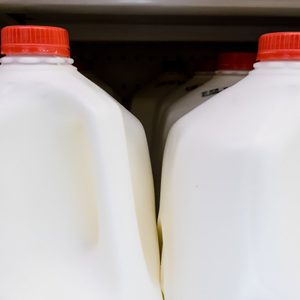 gallon milk jugs at the grocery store