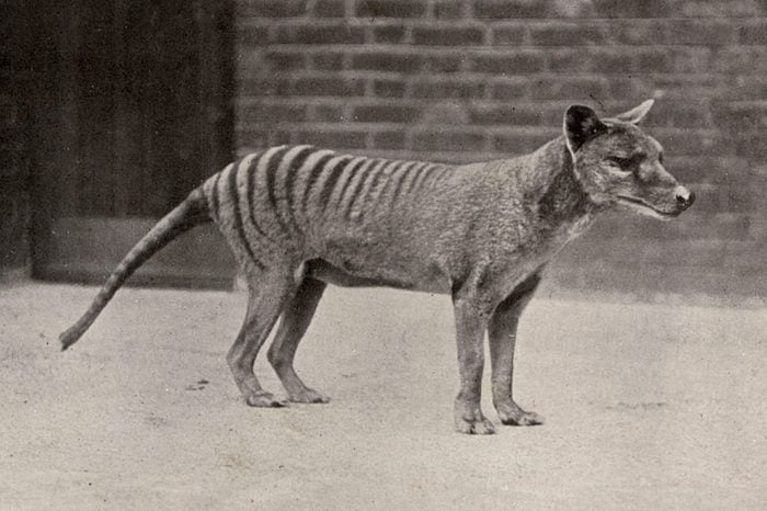 Animals That Have Gone Extinct in the Last 100 Years | Reader's Digest