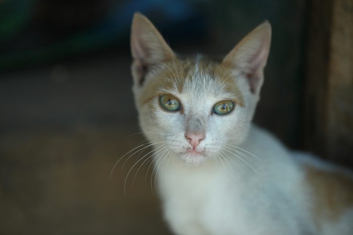 portrait of a skinny white and red cat in Africa, outdoors with natural sunlight