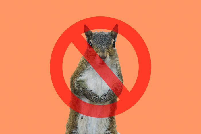 Squirrel on peach background with cancel sign through it