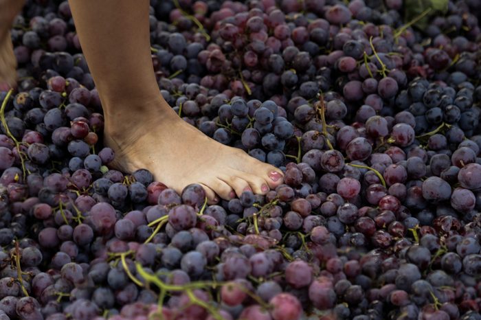 People treading grapes to make wine in a traditional way