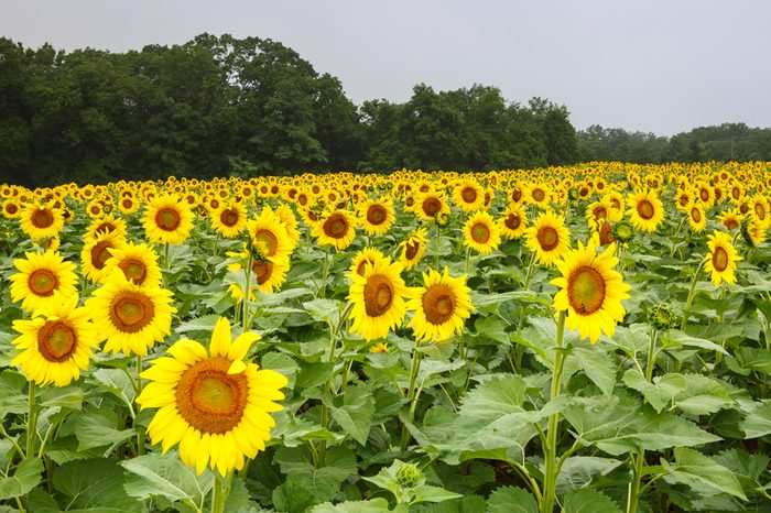 Field of tall annual yellow sunflowers grown for beauty as well as harvested for seed in an outdoor field in Poolesville, Maryland.