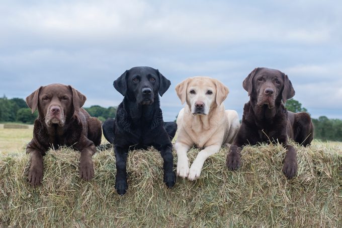 four Labradors on hay