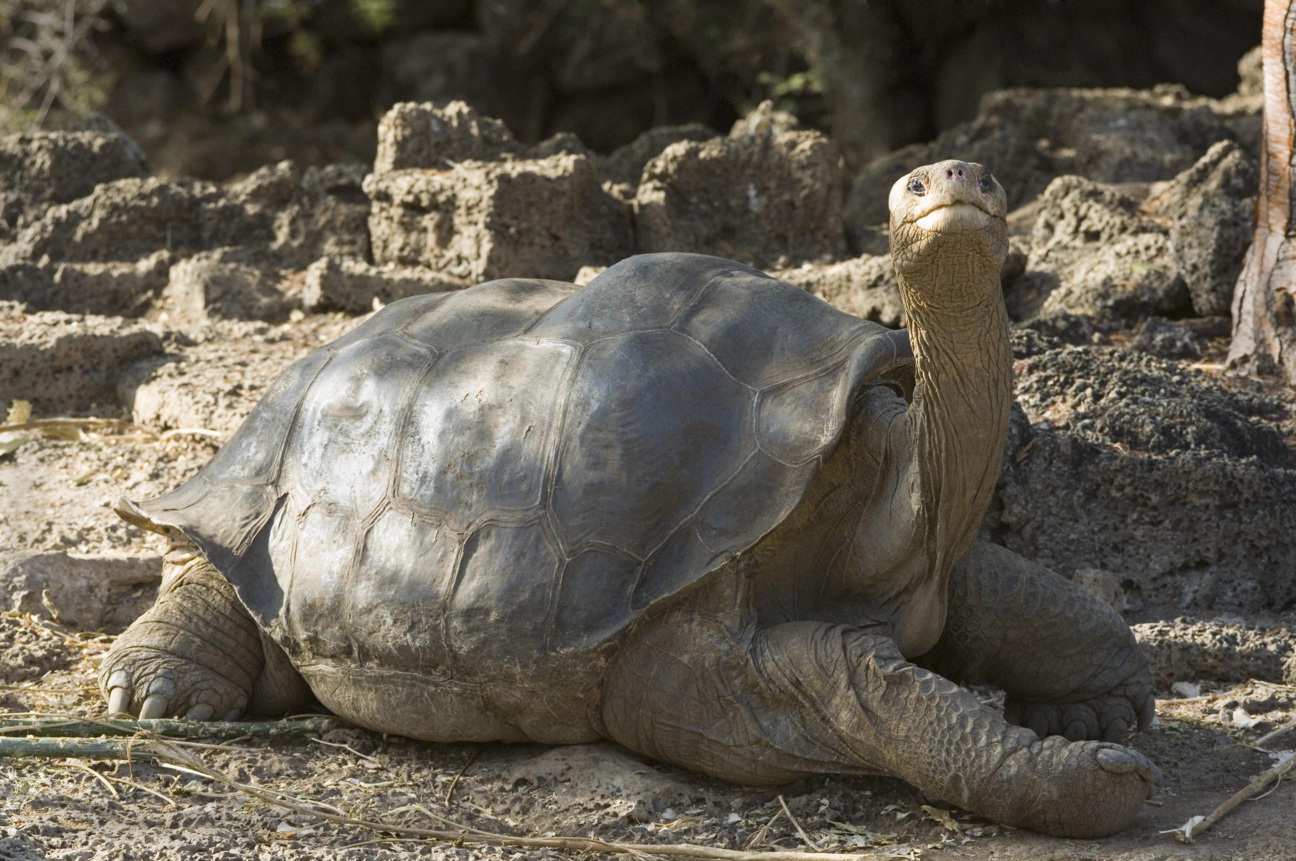 https://www.rd.com/wp-content/uploads/2018/10/various-pinta-island-tortoise-geochelone-nigra-abingdoni-lonesome-george-last-specimen-charles-darwin-reserve-station-santa-cruz-island-galapagos-islands-pacific-scaled.jpg