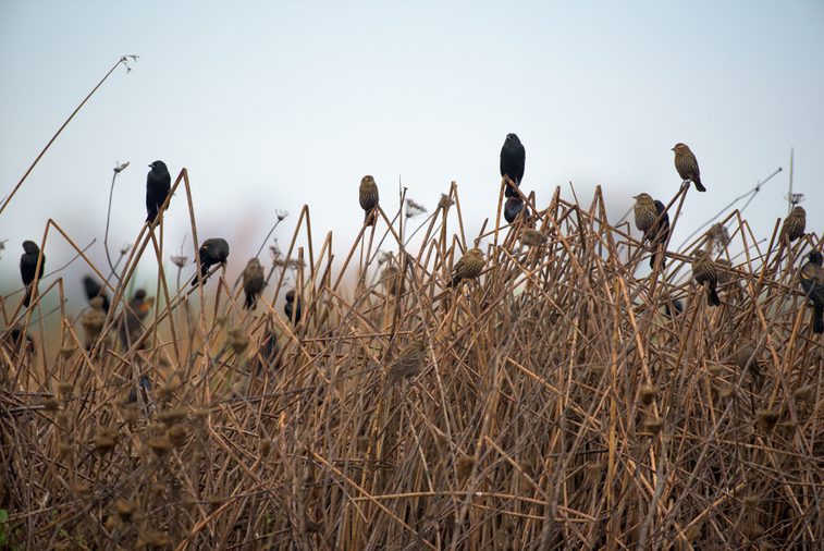 Flock of little brown and black birds perching on broken reeds in field on background of gray gloomy sky