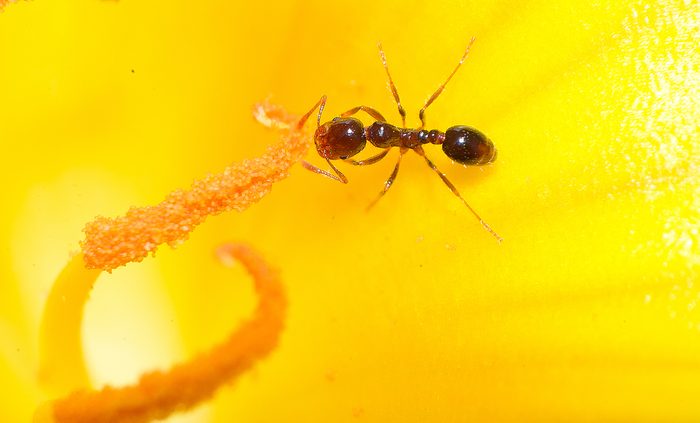 This is a macro of an ant inside a yellow flower of Turnera ulmifolia. 