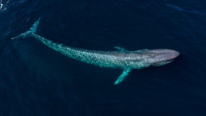 From an aerial view, a blue whale swims under the surface in Monterey Bay, California. 