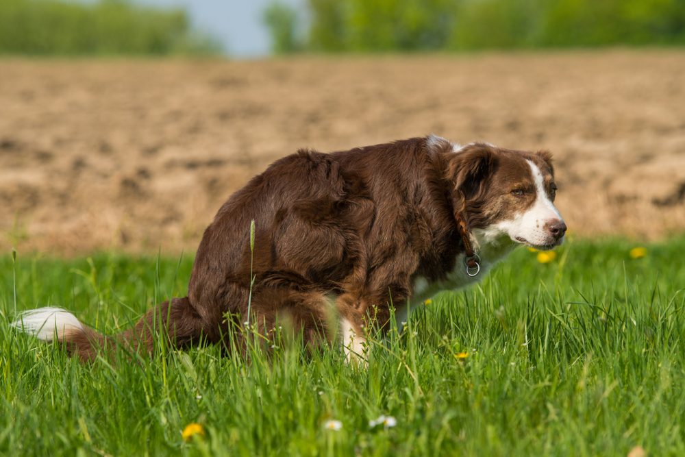 Dog poops in a meadow