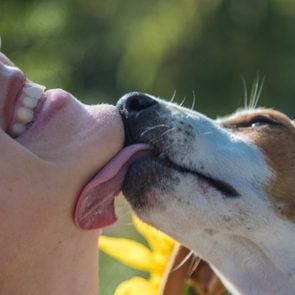 Puppy Jack Russell Terrier licks his mistress. A lovable puppy.