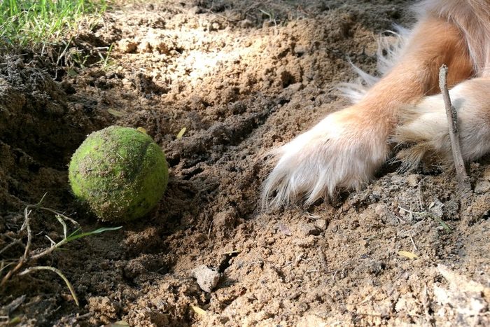 Golden retriever is digging a hole in sandy soil to hide his toy tennis ball. The dog's legs and toy.