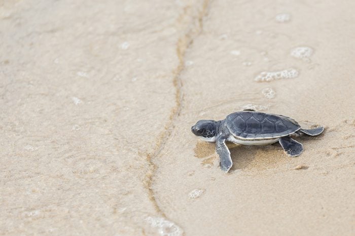 Baby sea turtle walks in the sand towards the ocean following it