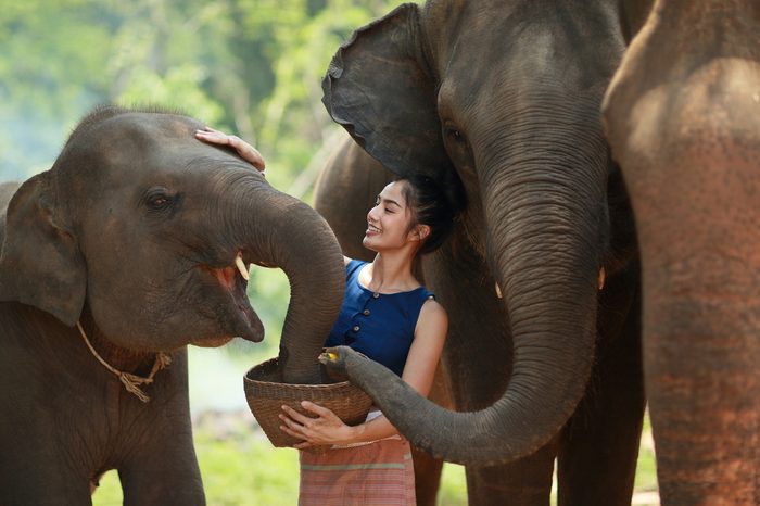 The young lady is feeding some food to her love friend elephants..
