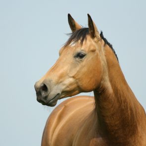 Brown horse looking