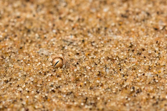 Close-up of a snake eye hidden in the desert sand