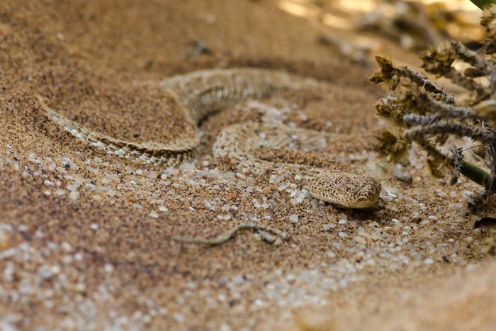 sidewinder snake near Swakopmund