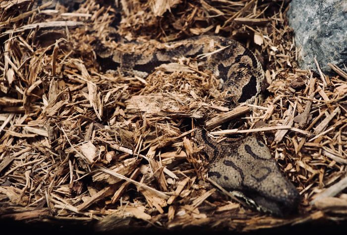 Snake slithering on the ground hidden in mulch