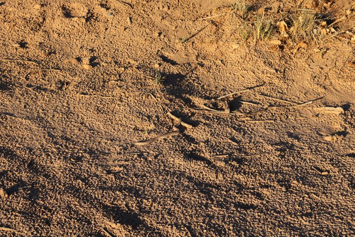 Snake Hidden In Dirt