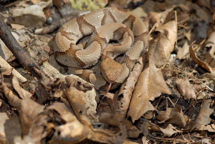 A young copperhead snake is hard to see when coiled among leaf litter on the forest floor.