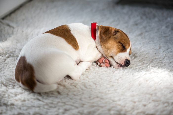 jack russel puppy on white carpet