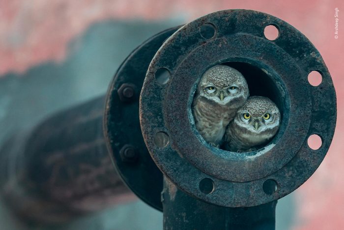 Owls in pipe