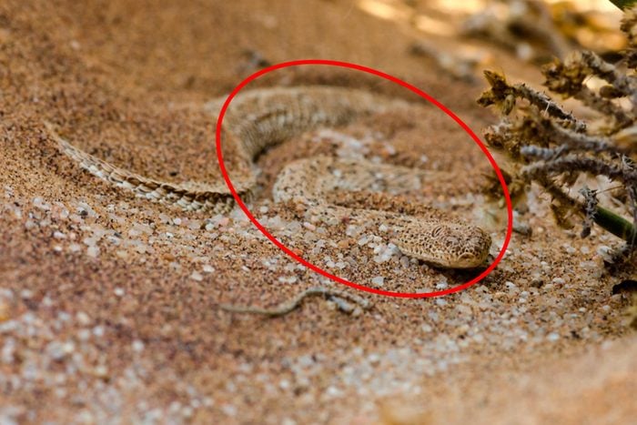 Snake in sand