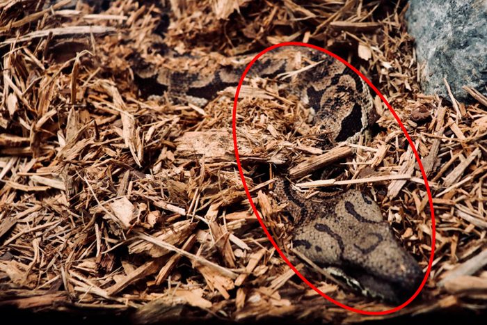 Snake in wood chips