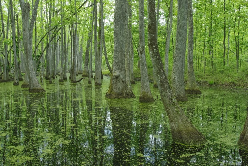 Cypress Swamp on the Natchez Trace in Mississippi