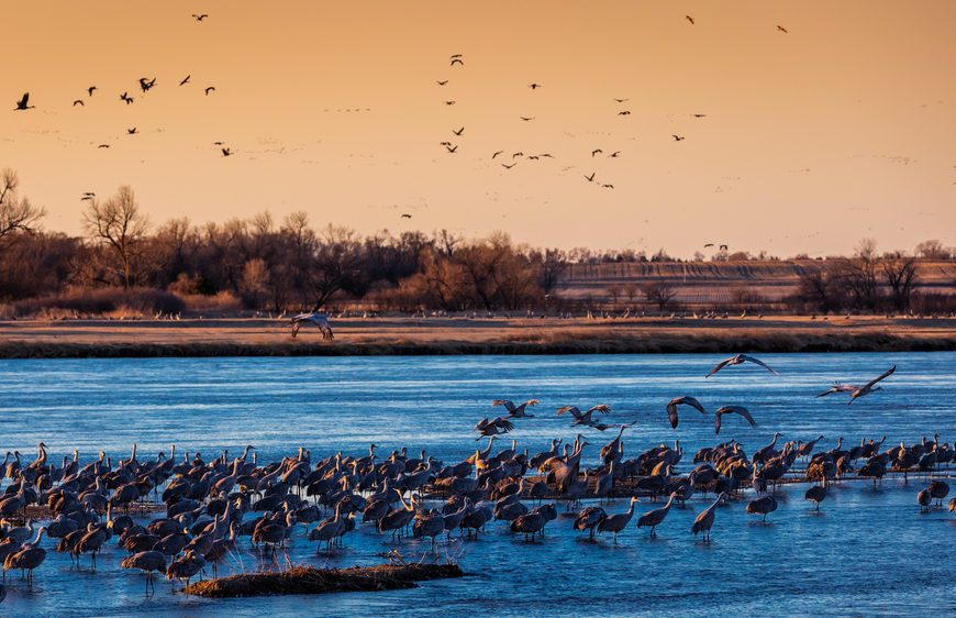 MARCH 7, 2017 - Grand Island, Nebraska -PLATTE RIVER, Migratory Sandhill Cranes fly over cornfield as part of their spring migration from Texas and Mexico, north to Canada, Alaska, and Siberia.