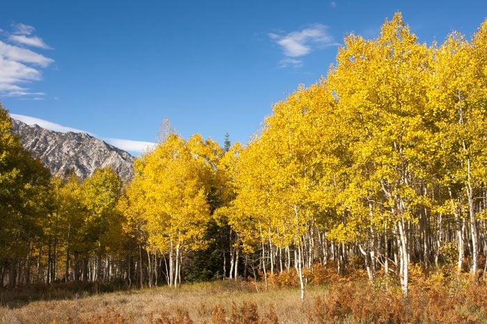 Aspen grove in fall, yellow leaves with mountains and blue sky in the background
