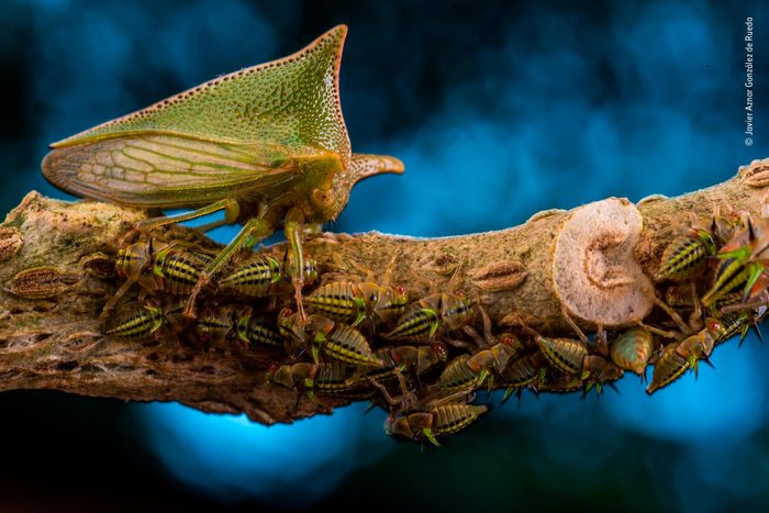 Treehoppers