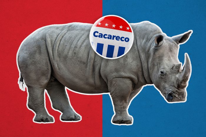 Rhinoceros with campaign button